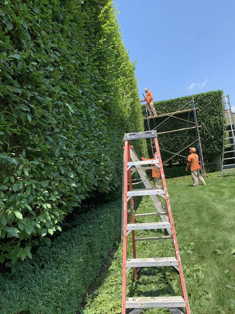 Hedge line being trimmed square by Baudi Landscaping, recent work near Bronxville, NY