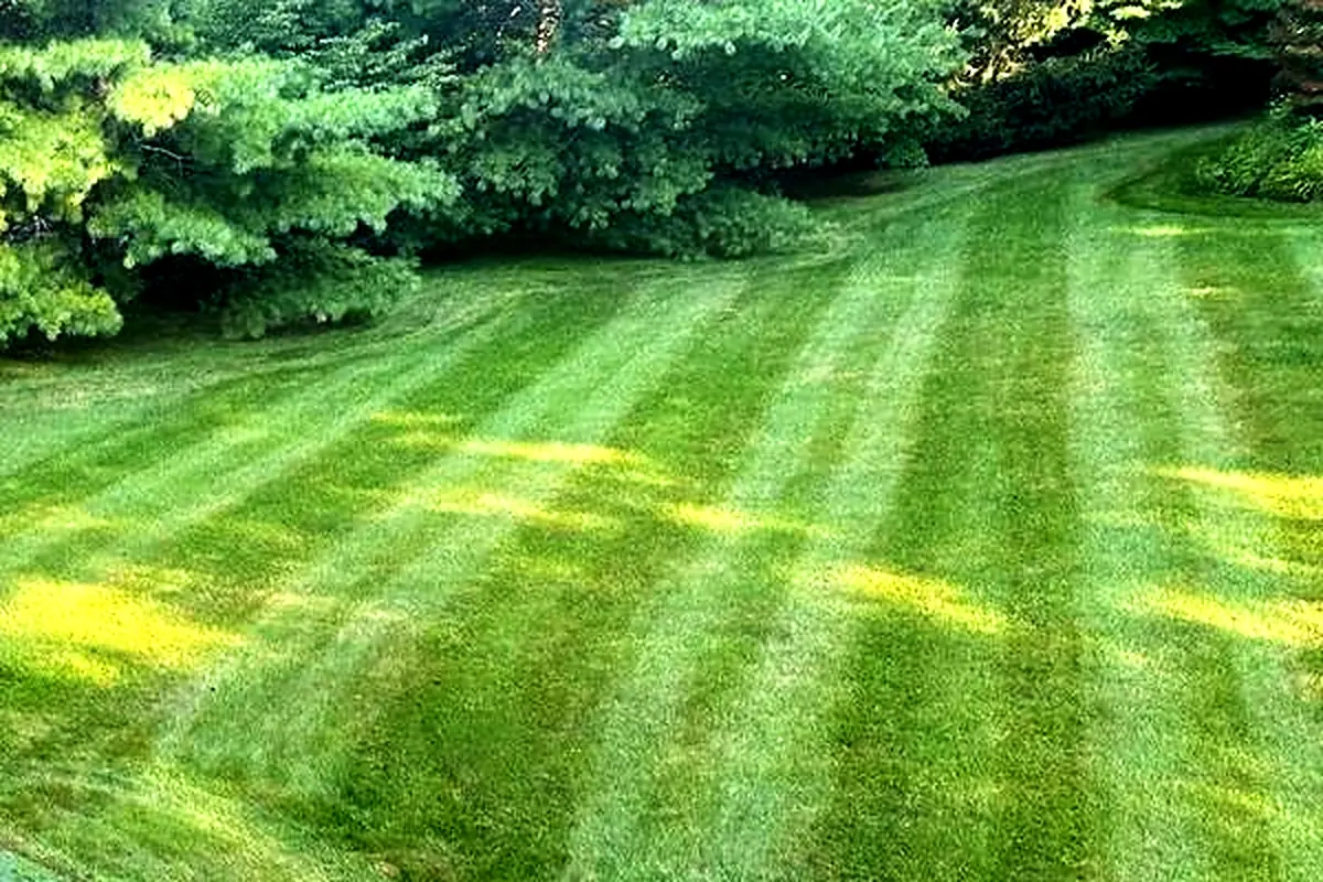 A dense, healthy striped lawn under mature trees at a Westchester County, NY property maintained by Baudi Landscaping