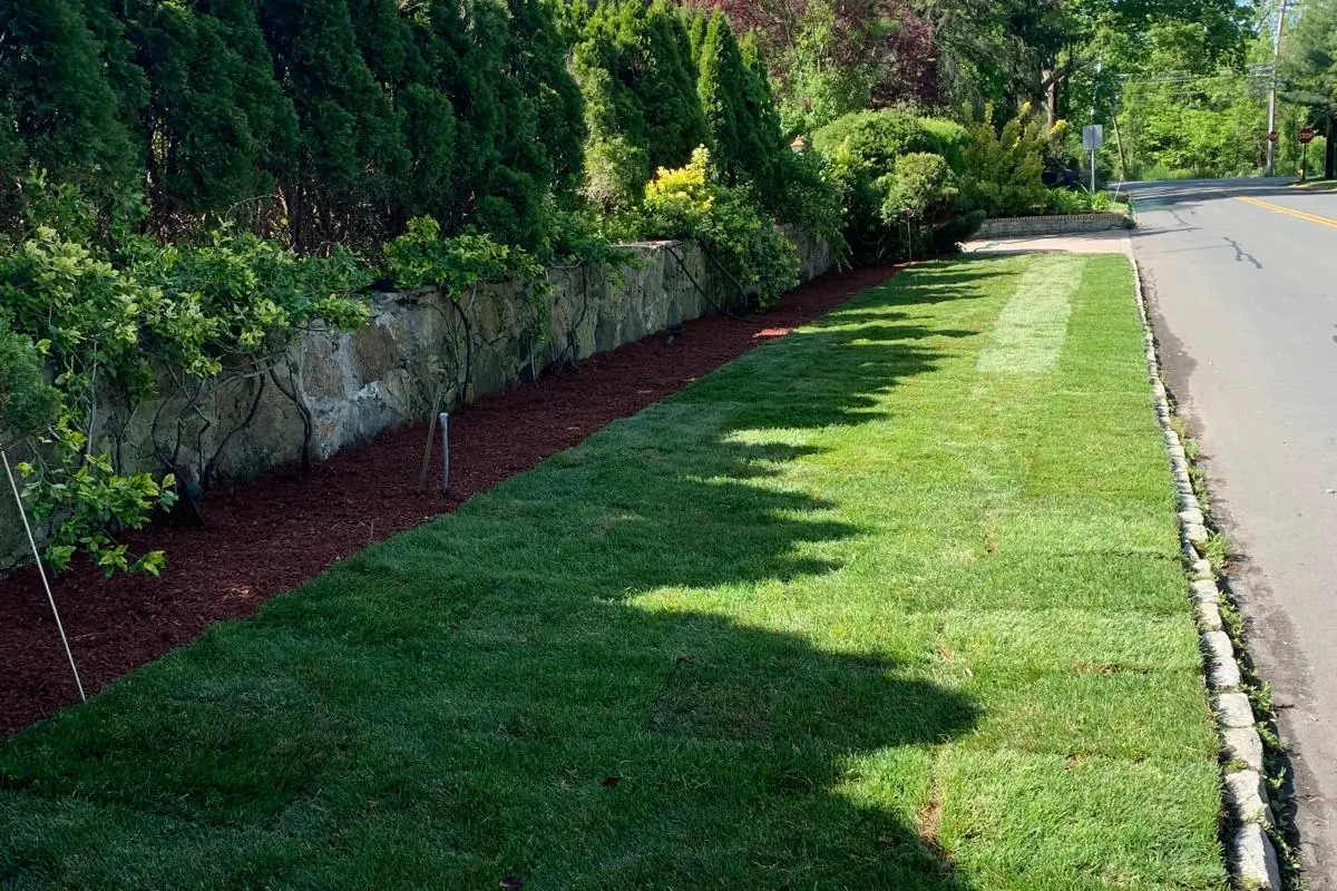 New lawn and planted beds