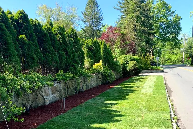 Arborvitae screen, fieldstone wall, fresh mulch and new sod along a Westchester County, NY road frontage