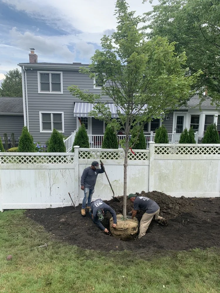Baudi crew planting a balled-and-burlapped tree along a fence line at a Westchester home