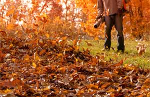 leaf removal